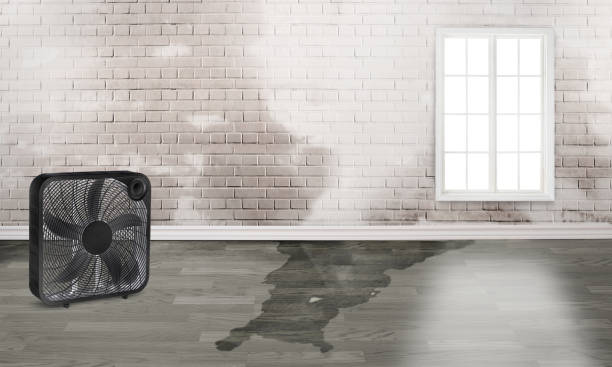 Best Mold removal after water damage  in Westwood, MI